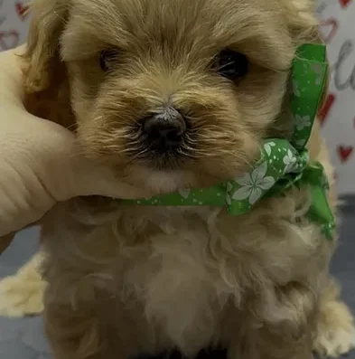 Мальтіпу: Шикарний хлопчик