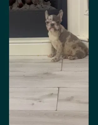 Міні дівчинка Французького Бульдога: Мерльова красуня