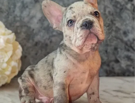 Хлопчик Французького Бульдога: Блакитний мерле