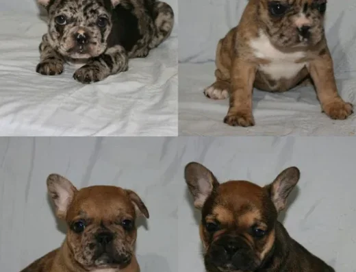 Хлопчики та дівчатка Французького Бульдога: Мерле та палеві малюки