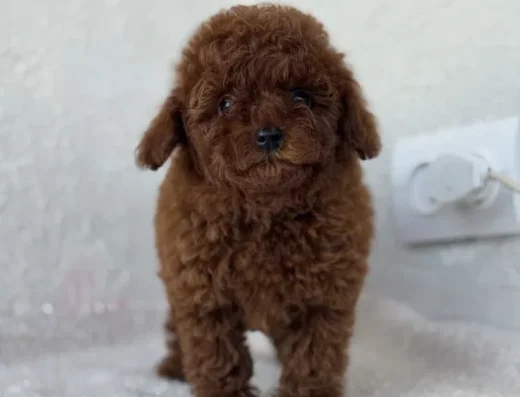 Мальтіпу F1: Дівчинка кольору ред-браун