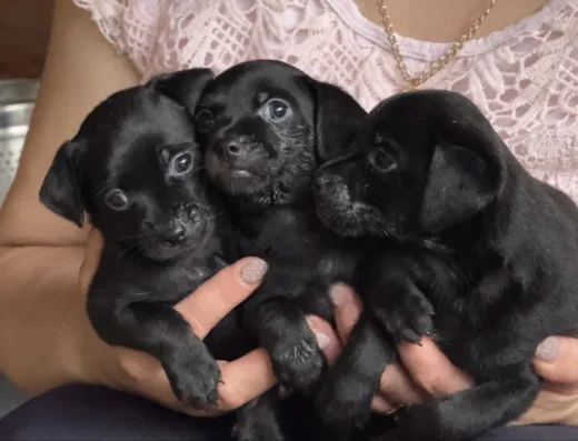 Той-тер’єр: Хлопчики