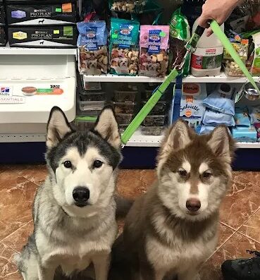 Ветеринарен кабинет и зоомагазин „Феникс Вет 1“ – Изток