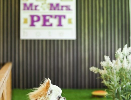 Бутиков хотел за кучета и котки “Mr. & Mrs. Pet”