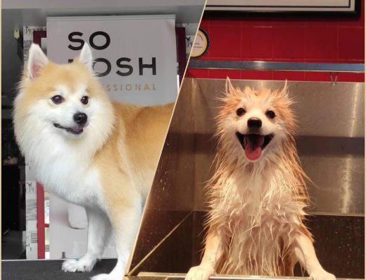 Груминг студио „City Grooming Studio Gabrovo“