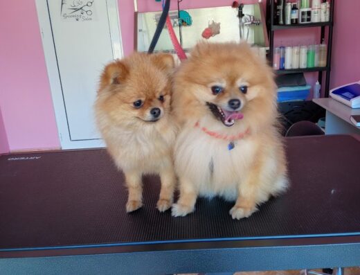 Груминг салон „Dog Art Studio“