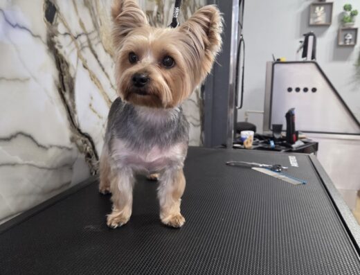 Груминг студио „Groo“