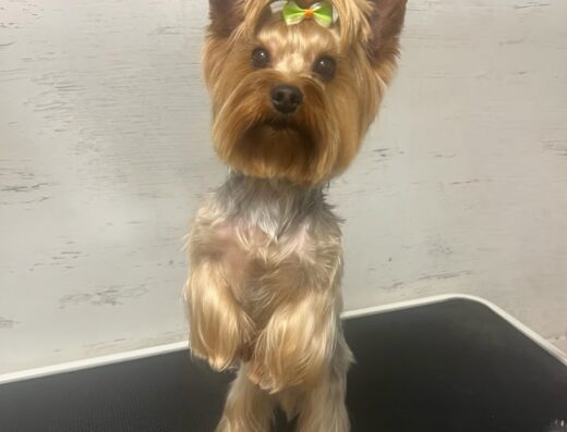 Груминг студио „Ким“