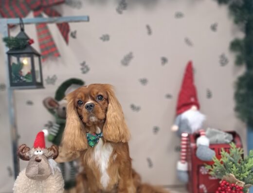 Груминг студио „YoPet“