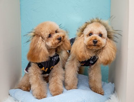 Груминг салон и магазин „Аксел“