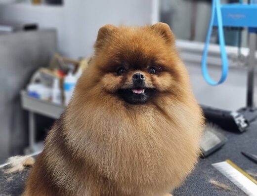 Груминг салон „Бимбо“