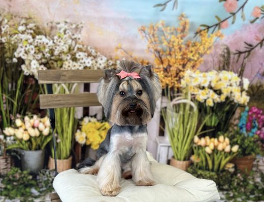 Груминг Салон – „Bubbles Dog Grooming“