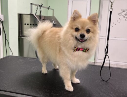 Груминг салон „Де-Ми“