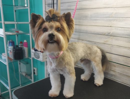 Груминг салон „Fashion dogs“