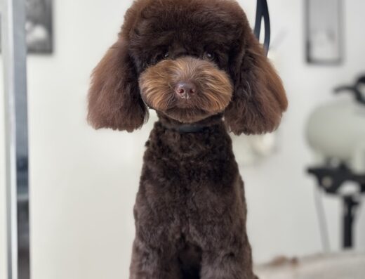 Груминг салон „Manollo“