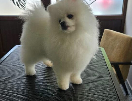 Груминг салон „Мосю БоБо“