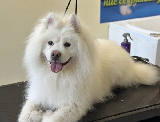 Груминг салон „Рекс“