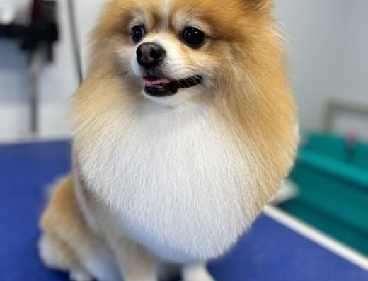 Груминг салон „Рошко“