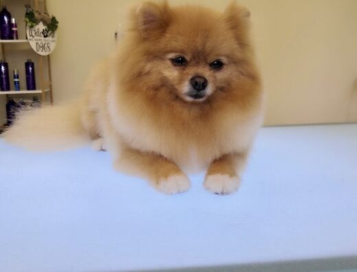 Груминг салон и хотел „Pet Land“