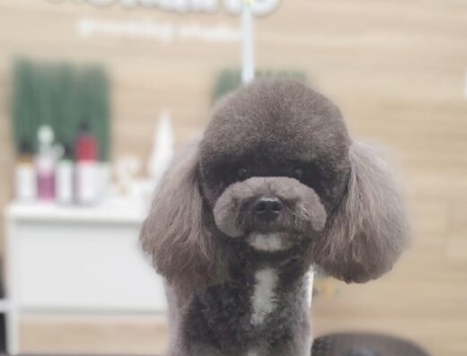 Груминг студио „Кокалито“