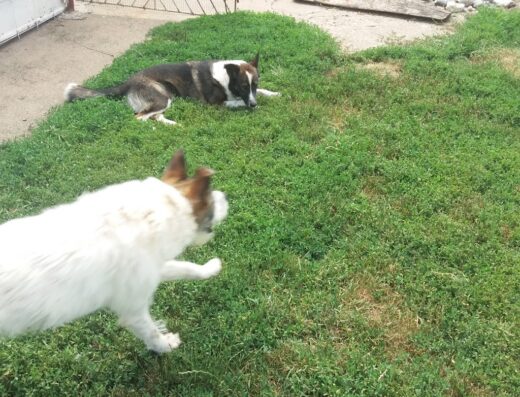 Хотел за кучета и котки „Вилата на Рошковците“