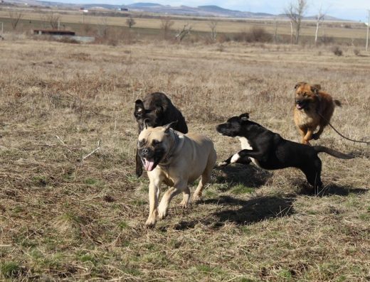 Хотел за кучета „Трифоновланд“