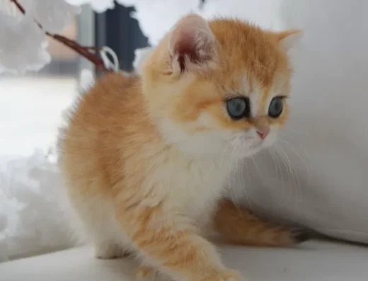 Британська золота шиншила. Золота шиншила. Британські кошенята.