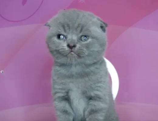 Ідеальна шотландська принцеса з ВАКЦИНАЦІЄЮ