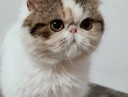 Екзотична короткошерста