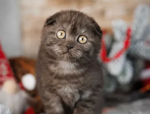 Шотландська висловуха дівчинка Ванда