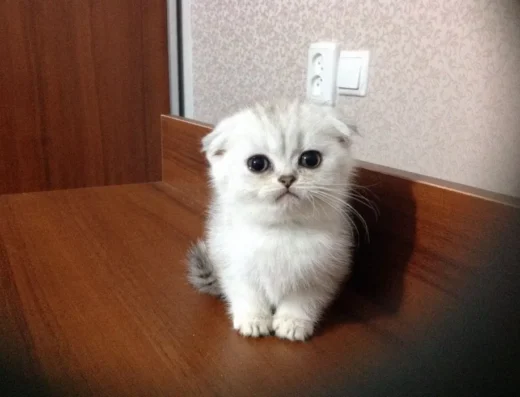 Шотландський котик сріблястої шиншили з висячими вухами