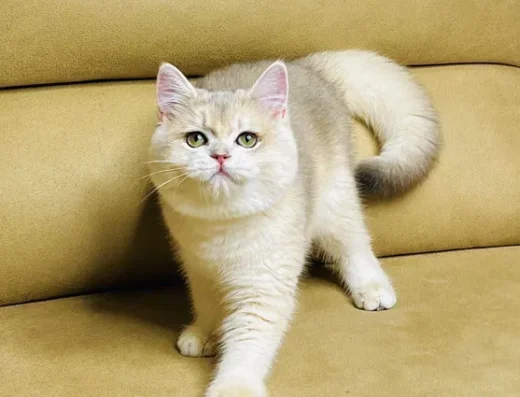 Британська золота шиншилла