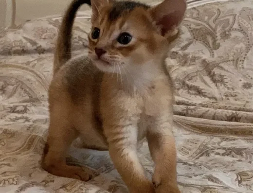 Котики та кішечки