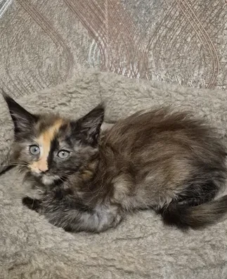 Дівчинка Мейн кун