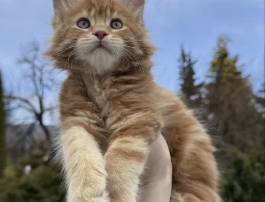 Мейн-Кун, хлопчик, рудий, вогняний, кошенята