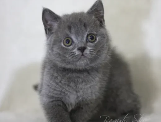 Плюшеве кошеня блакитного (сірого) забарвлення
