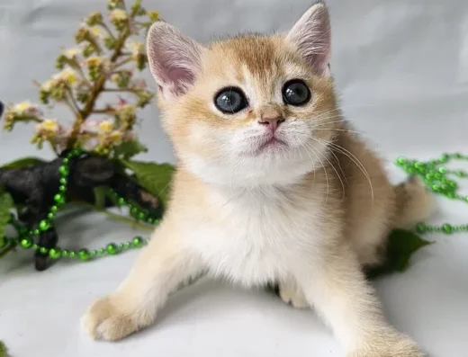 Британська кішечка золота шиншилла лагідний характер чудовий друг Київ