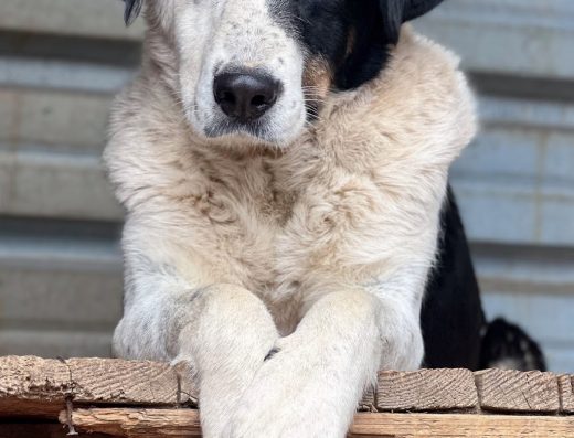 Общински приют за безстопанствени кучета, гр. Перник