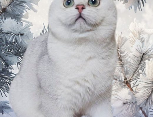 Срібляста шиншила