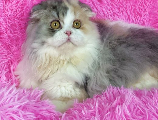 Шотландська висловуха