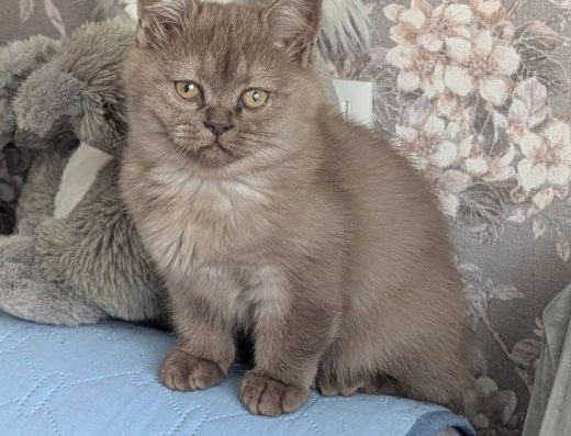 Шотландські плюшеві кошенята