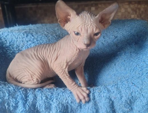 Канадський сфінкс