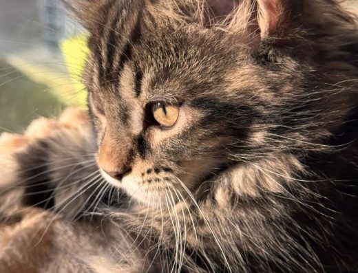 Мейн кун кошеня