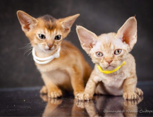 Абіссінські та девон рекс котики для вас