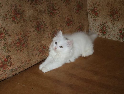 Продам білих ангорських кошенят.