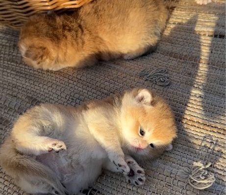 Британські котики золота шиншила кошенята