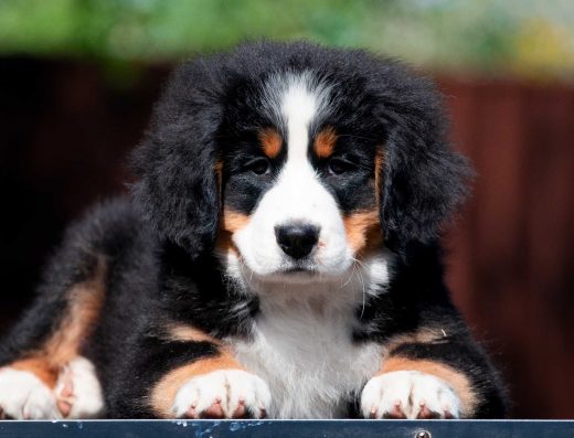 Бернський зенненхунд: Чудові дівчатка від планової в’язки