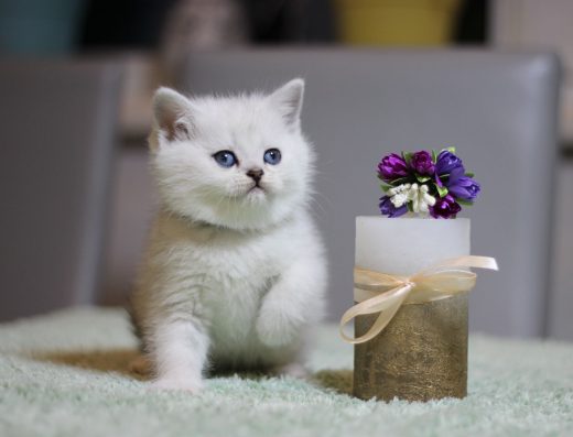 Хлопчики срібна шиншила