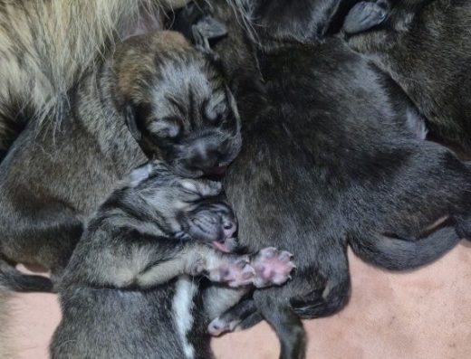 Тибетський мастиф: Розкішні малюки для охорони та родини
