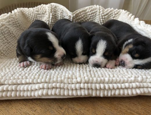 Ентлебухер зенненхунд: Чудові хлопчики від професійного розплідника